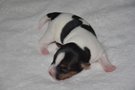 DONATELLO: "Faaaaalsch! Hier stand kein NINJA TURTLE Pate, sondern ein Renaissance-Baumeister!!!"